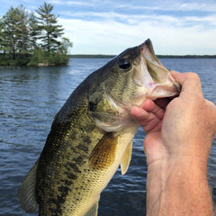 MadBite 24 Pack Ned Rig Jig Hook Kits